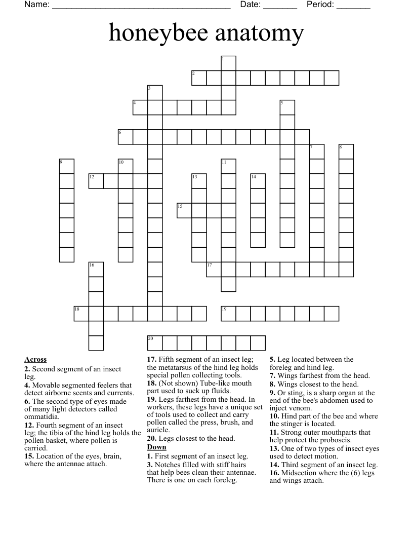 honeybee anatomy Crossword