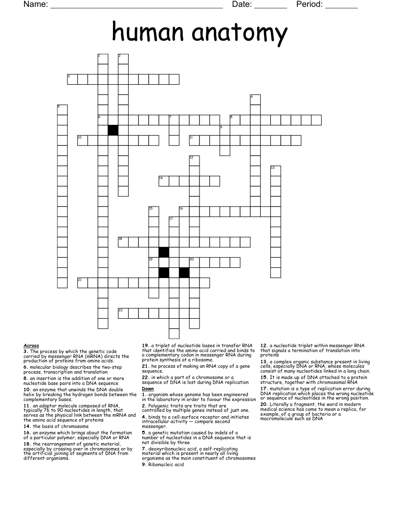 human anatomy Crossword