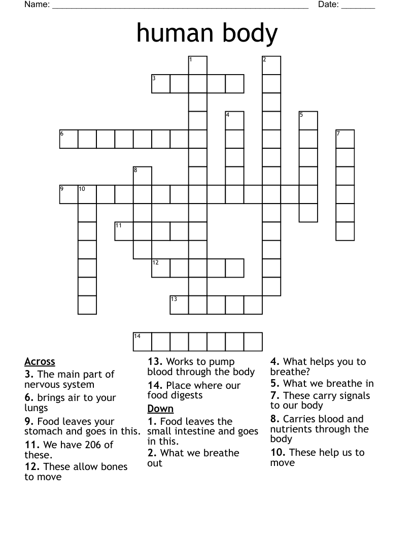 human body Crossword