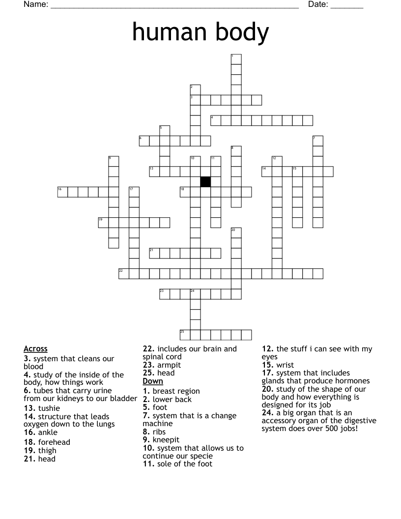 human body Crossword