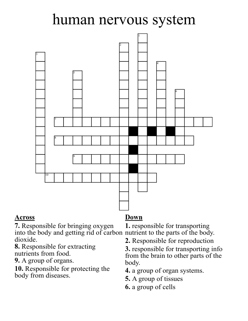 human nervous system Crossword