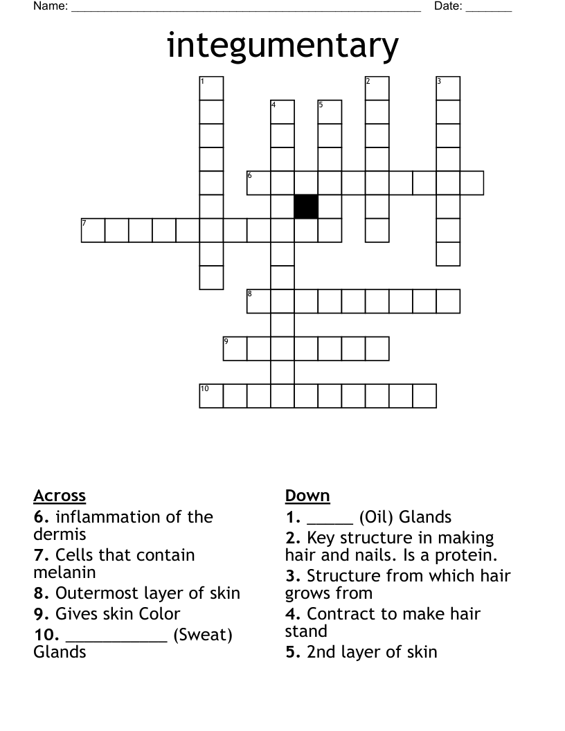 integumentary Crossword