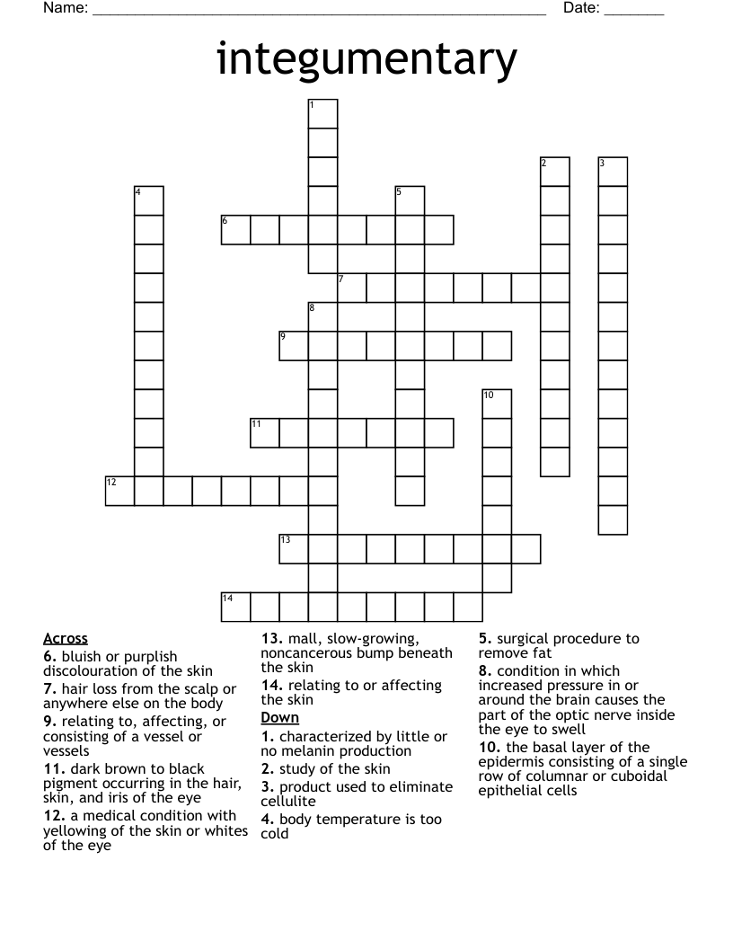 integumentary Crossword