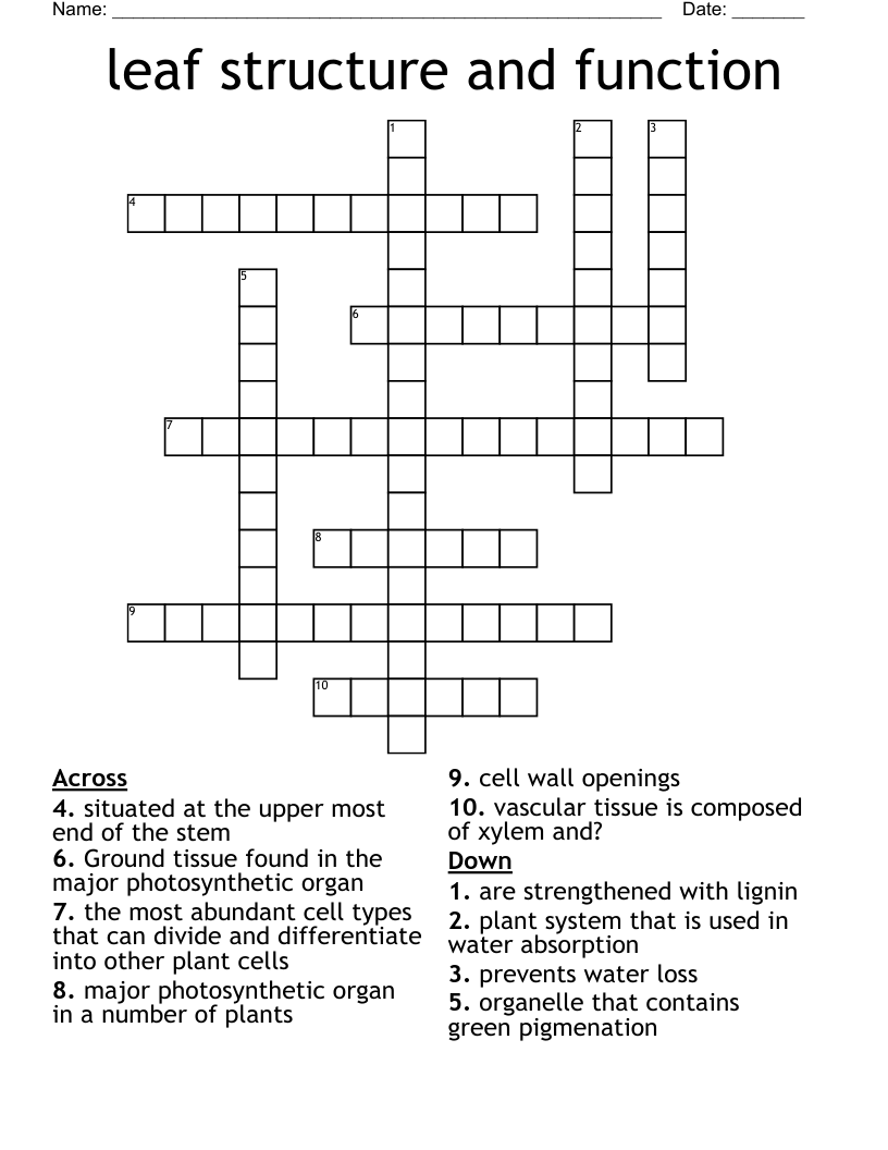 leaf structure and function Crossword