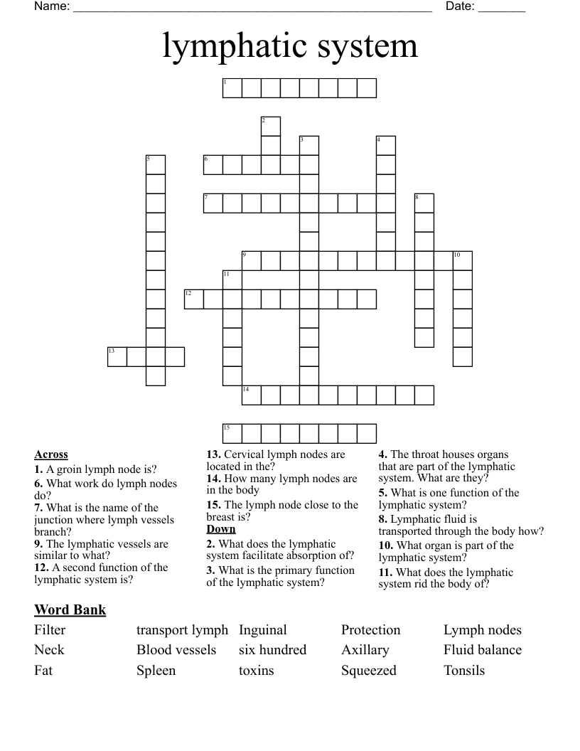 lymphatic system Crossword