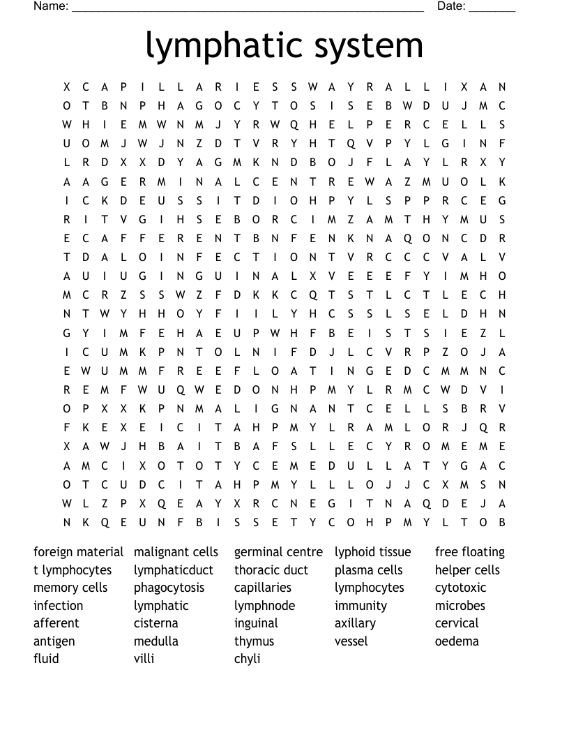 lymphatic system Word Search