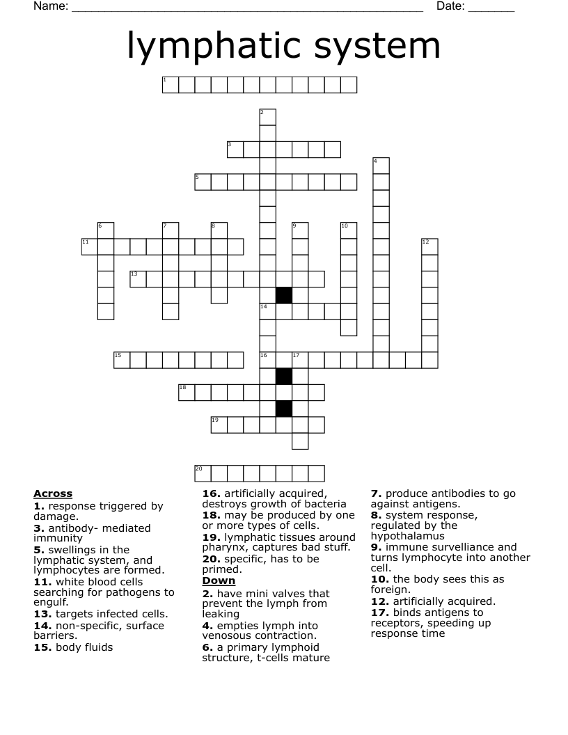 lymphatic system Crossword