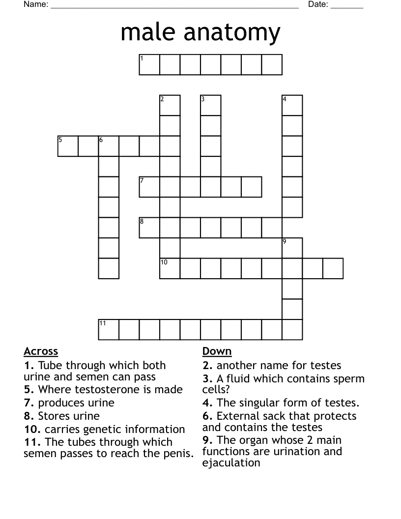 male anatomy Crossword