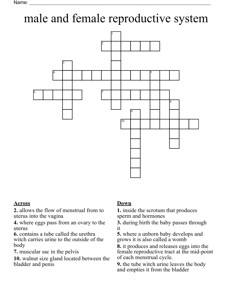 male and female reproductive system Crossword