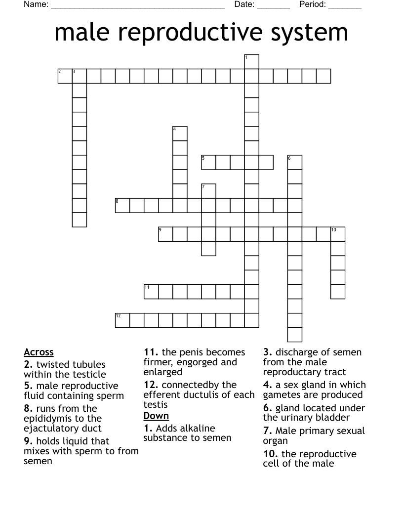 male reproductive system Crossword