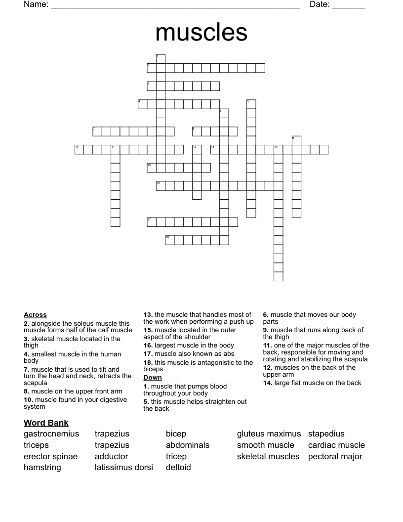 muscles Crossword