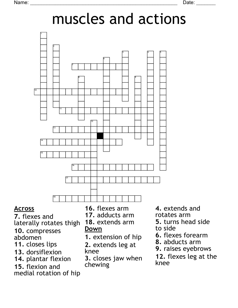 muscles and actions Crossword