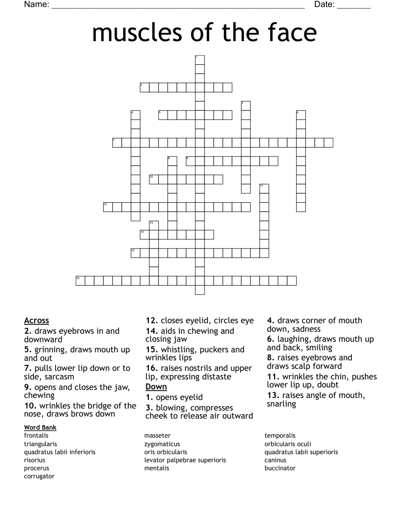 muscles of the face Crossword