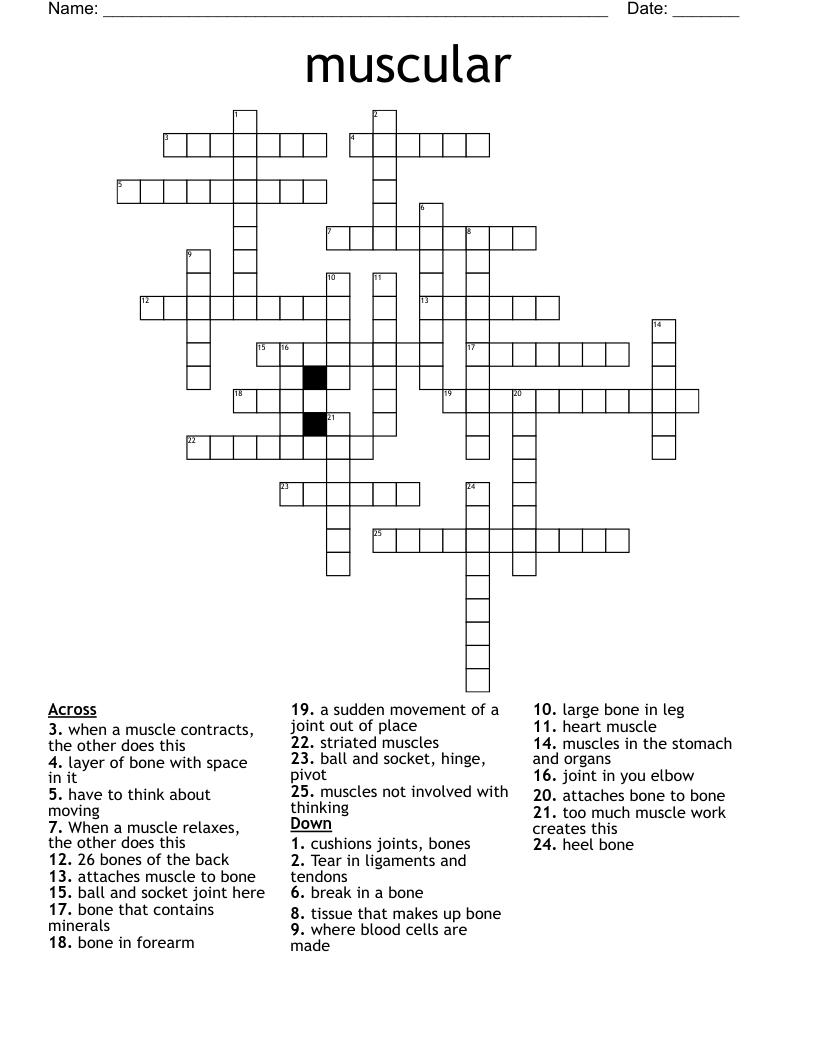 muscular Crossword