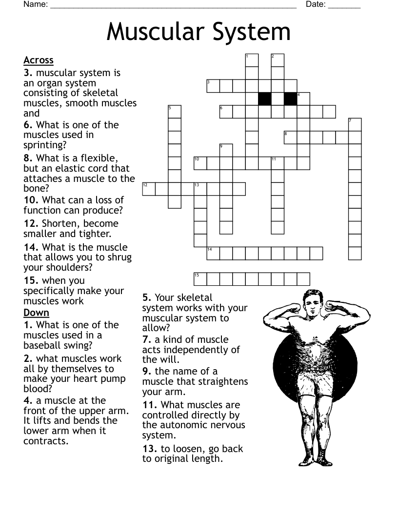 Muscular System Crossword