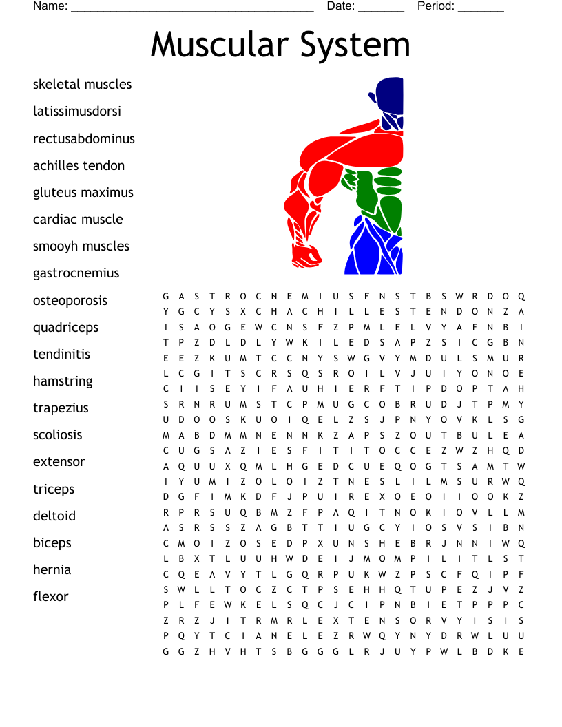 Muscular System Word Search
