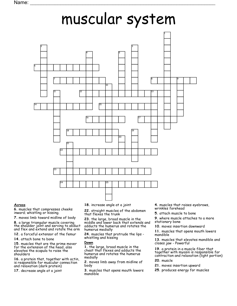 muscular system  Crossword