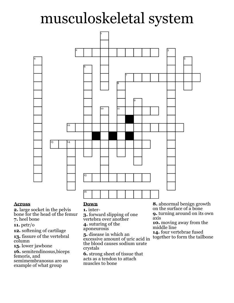 musculoskeletal system Crossword