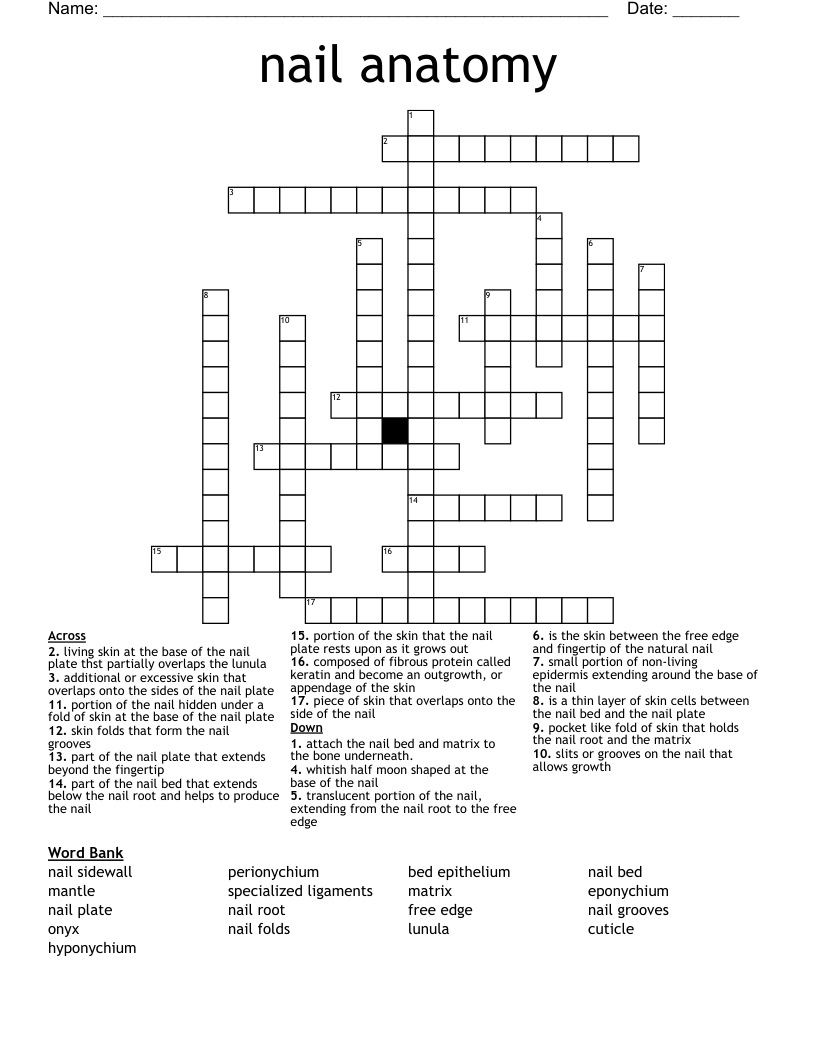 nail anatomy Crossword
