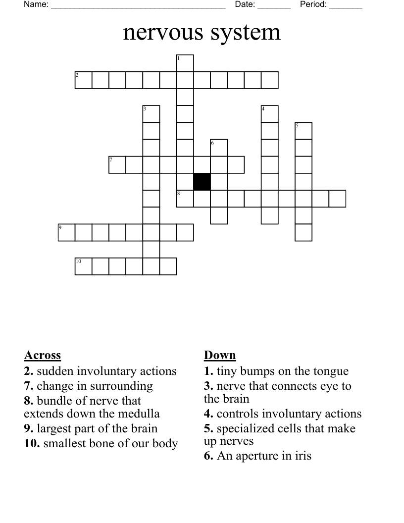 nervous system Crossword