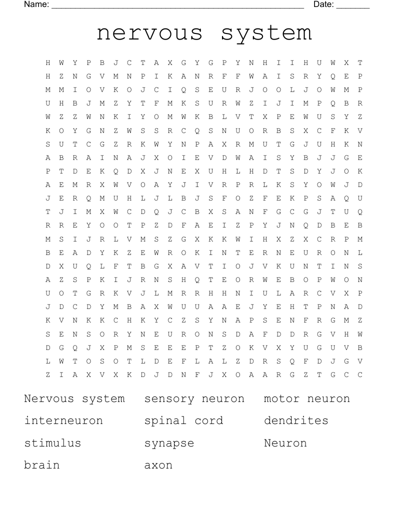 nervous system Word Search