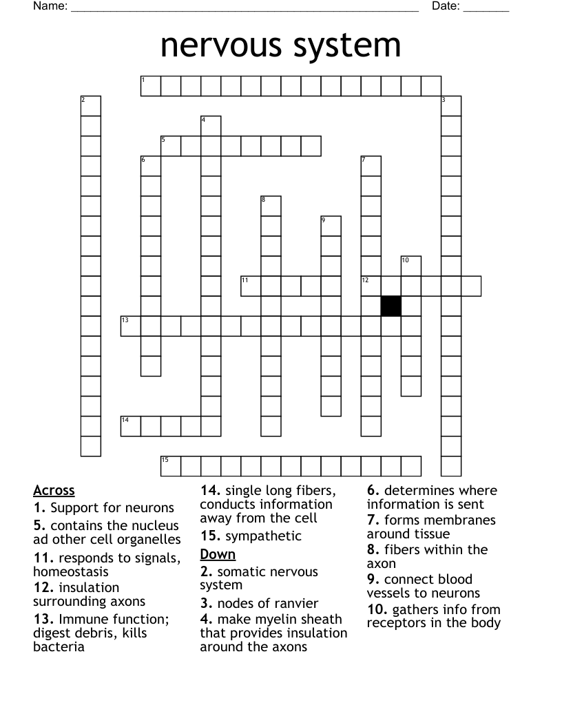 nervous system  Crossword