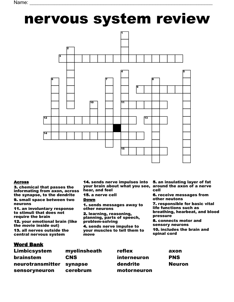 nervous system review Crossword