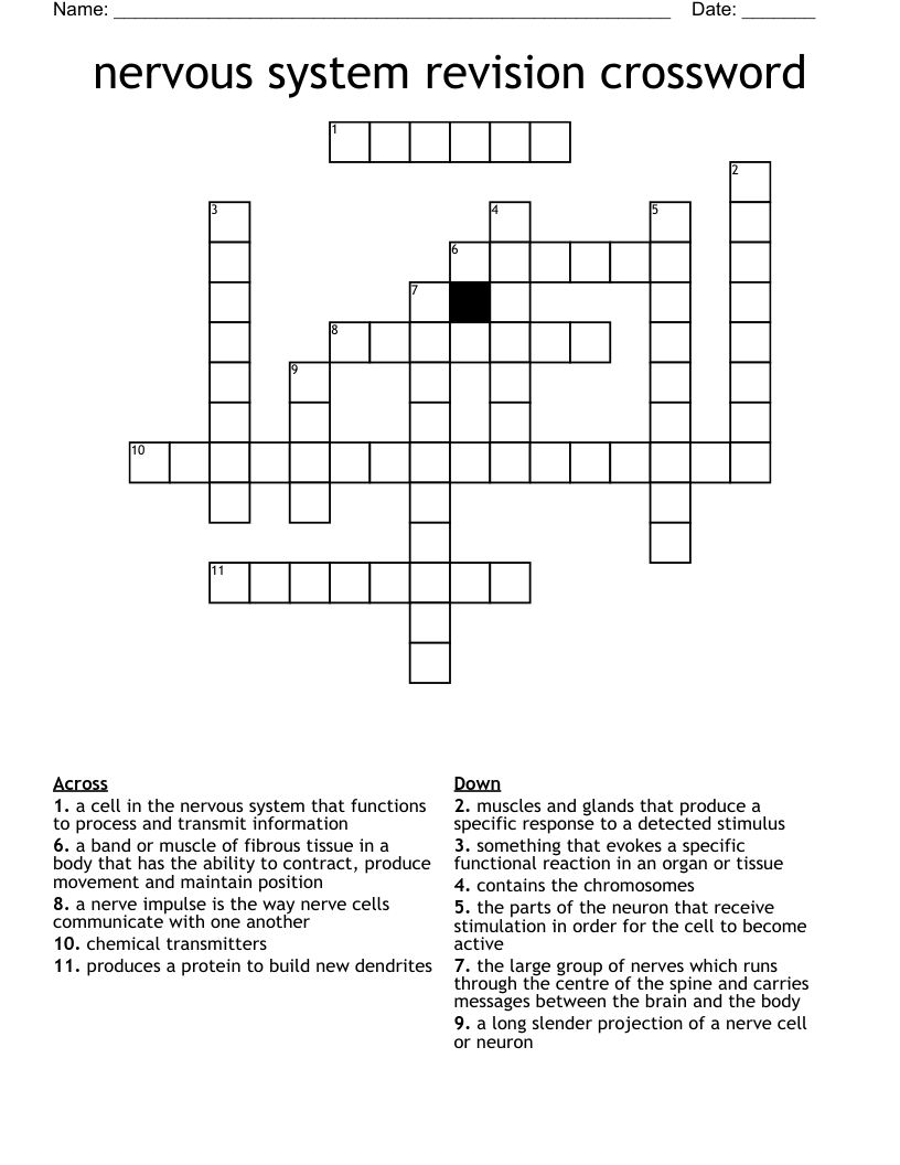 nervous system revision crossword