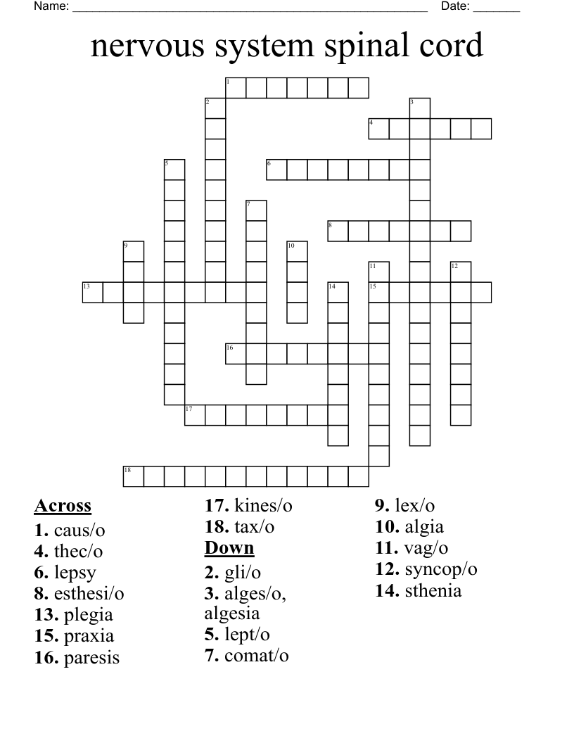 nervous system spinal cord Crossword