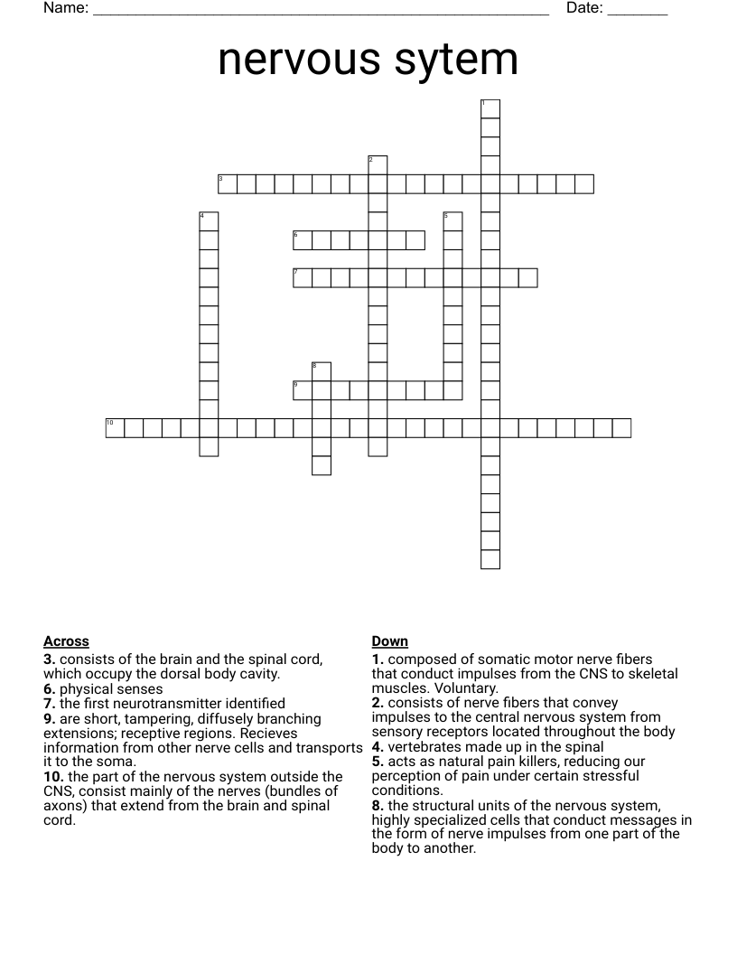 nervous sytem Crossword