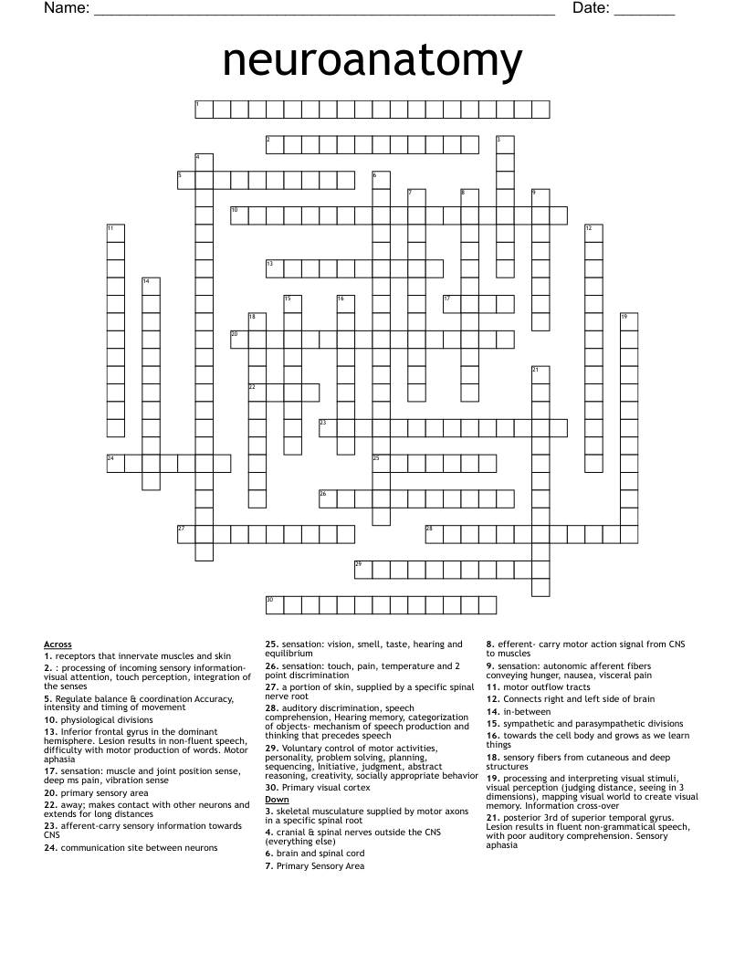 neuroanatomy Crossword