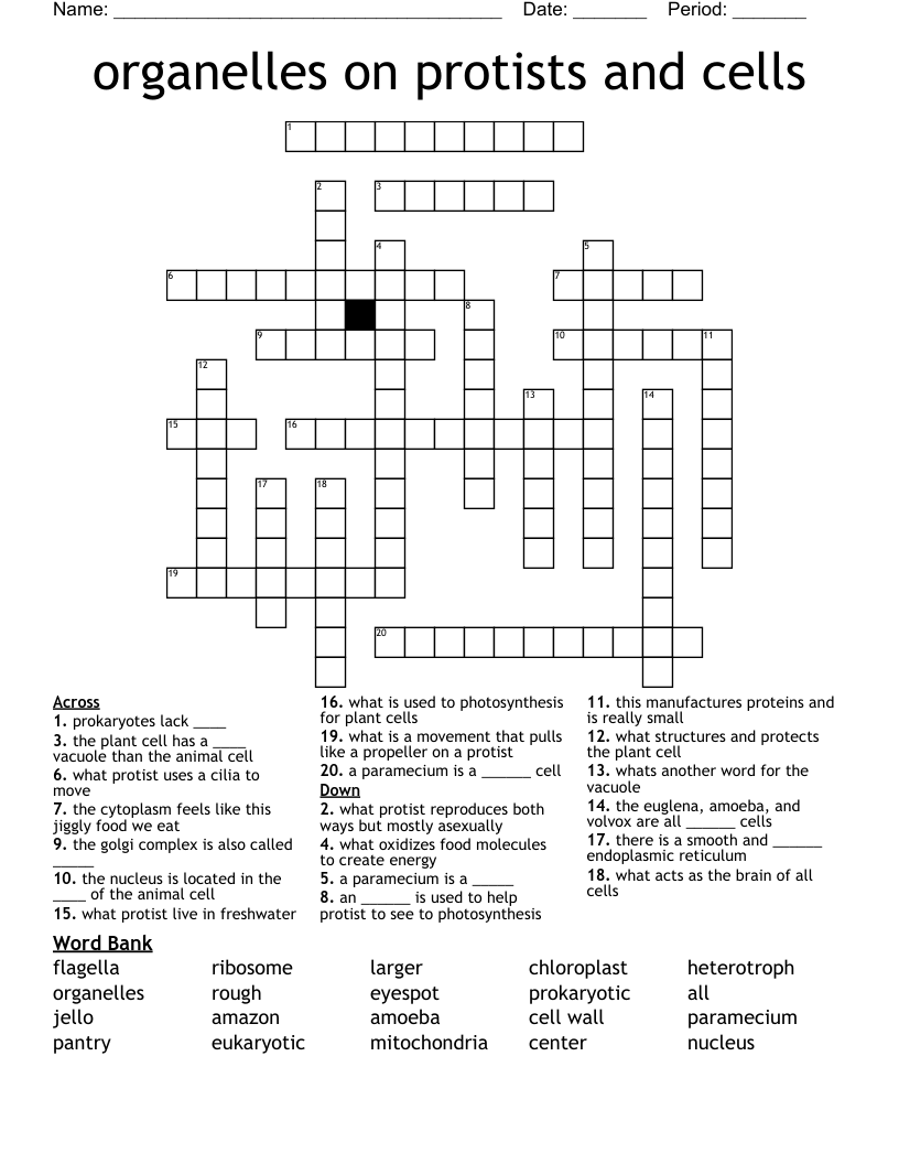 organelles on protists and cells Crossword