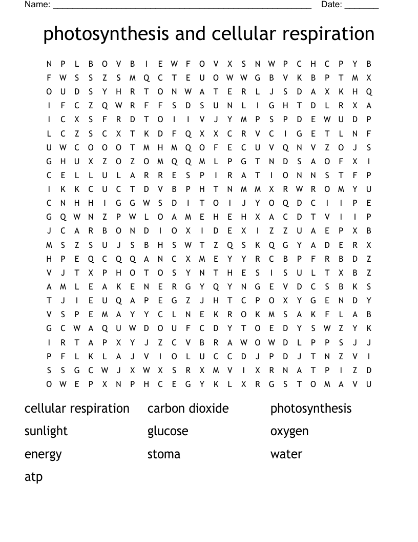 photosynthesis and cellular respiration Word Search