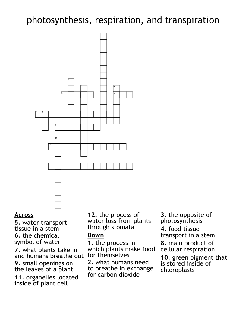 photosynthesis, respiration, and transpiration  Crossword