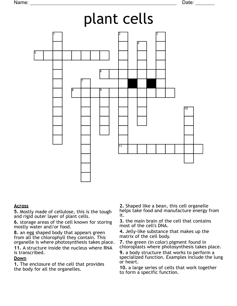 plant cells  Crossword
