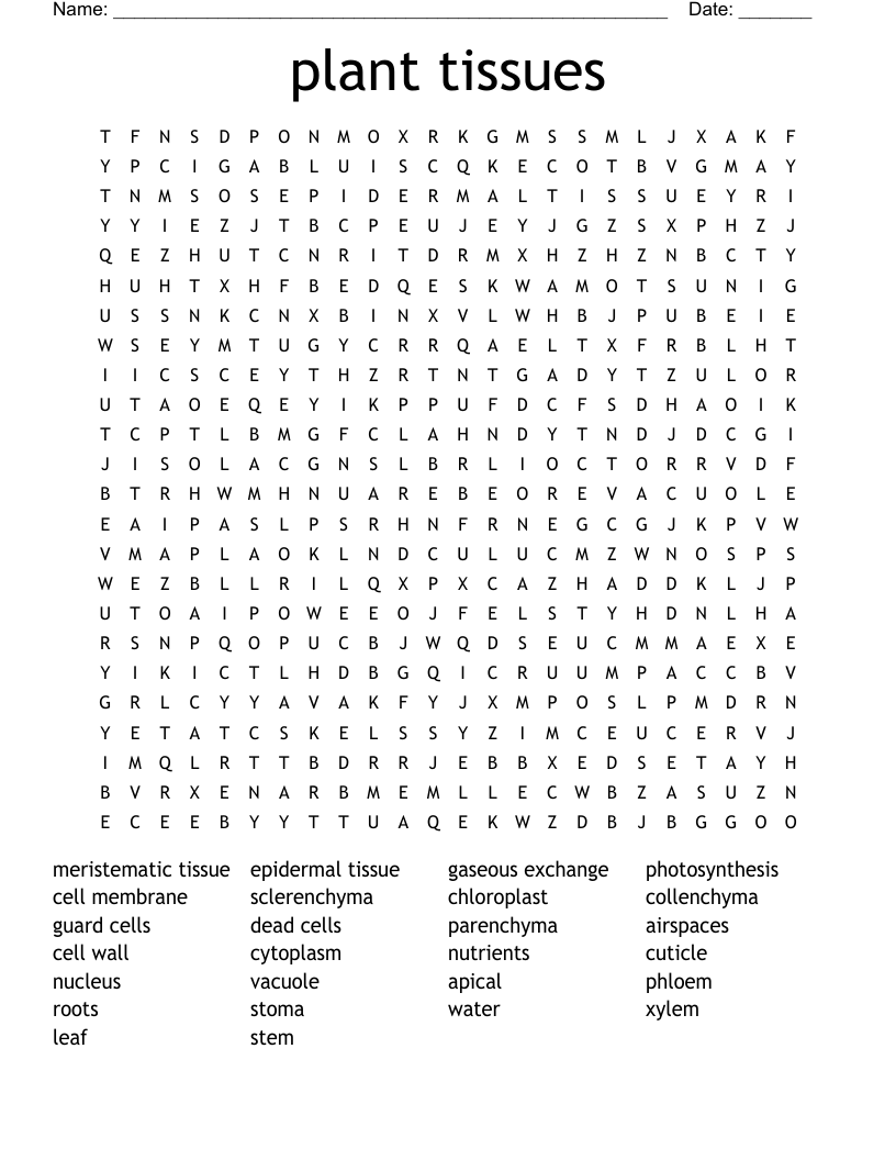 plant tissues Word Search