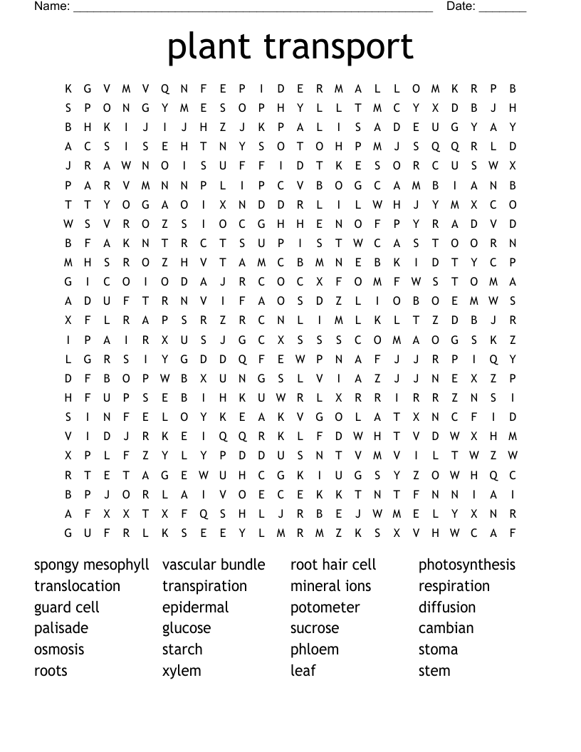 plant transport Word Search