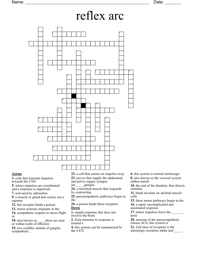 reflex arc Crossword