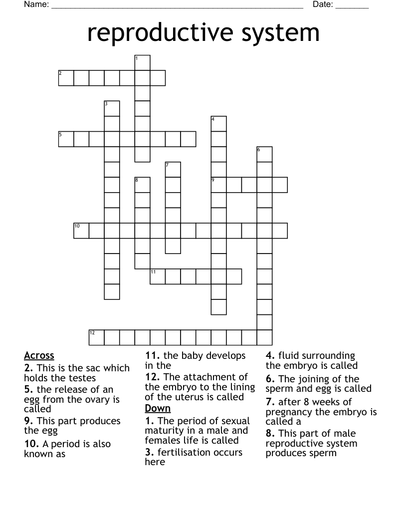 reproductive system Crossword
