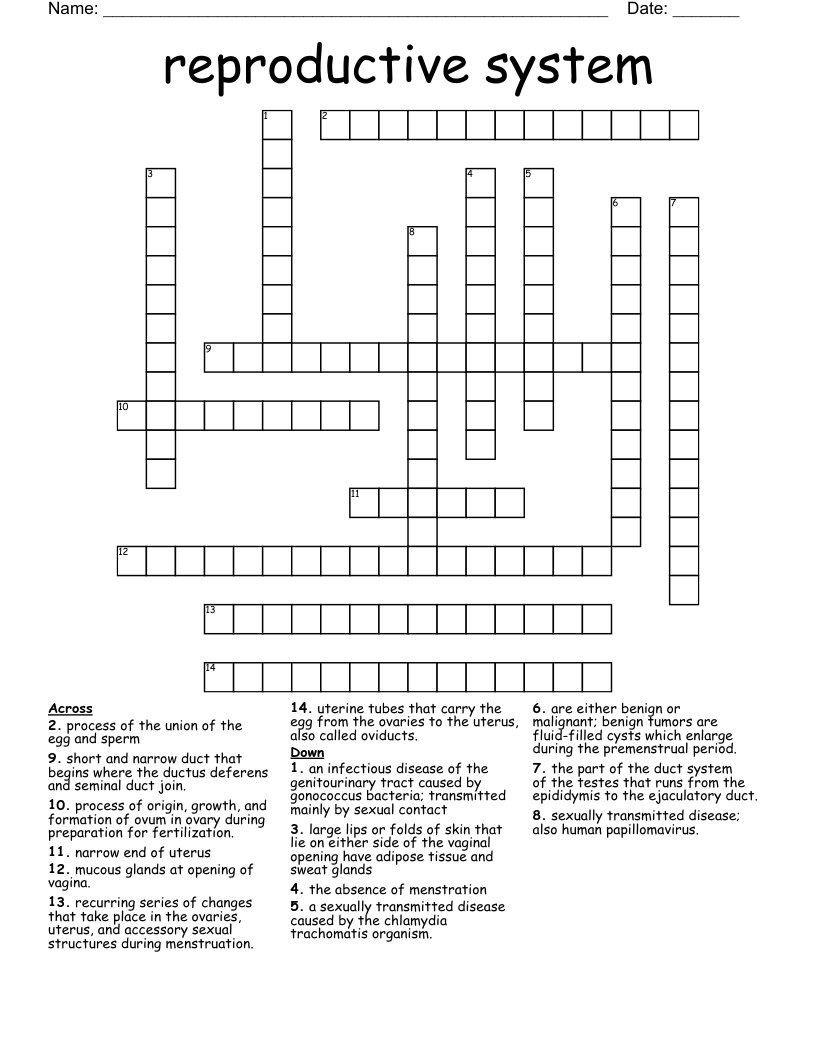 reproductive system Crossword