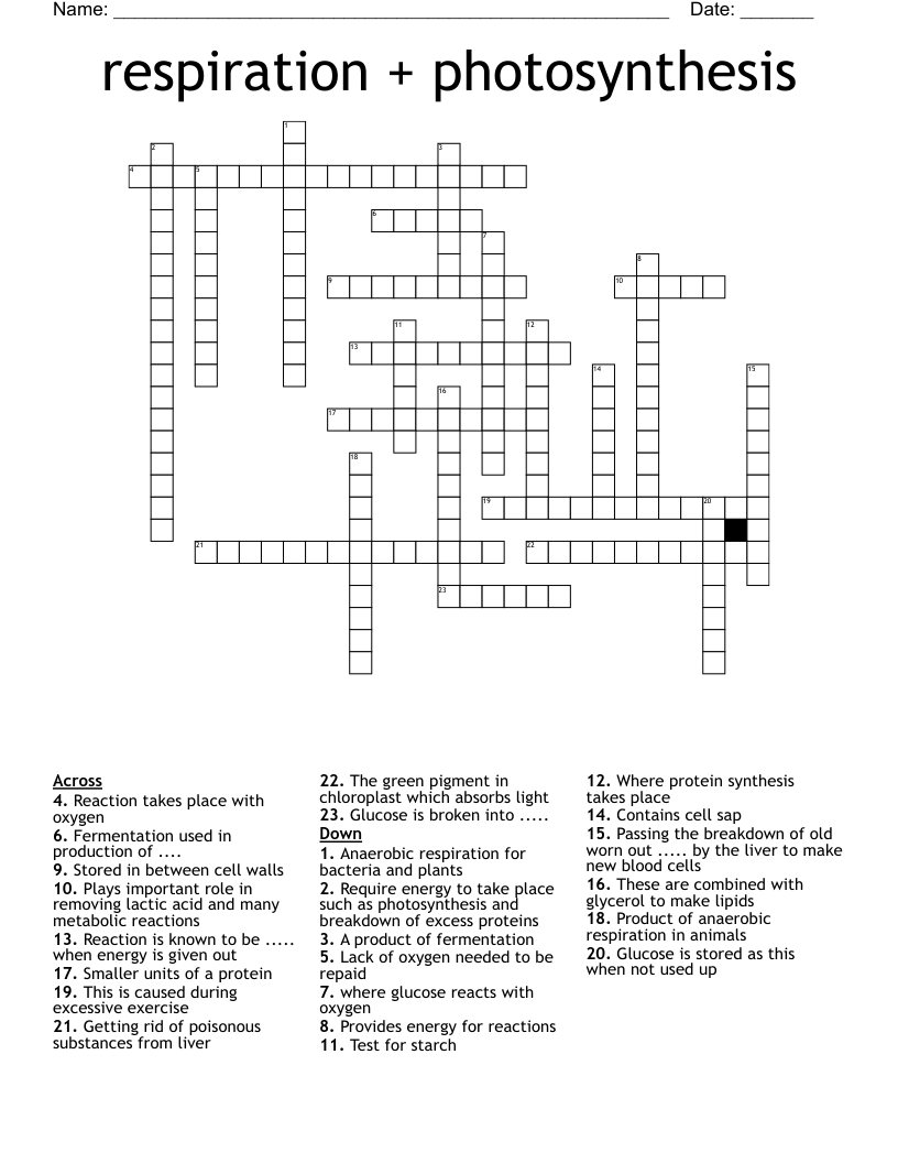 respiration + photosynthesis  Crossword