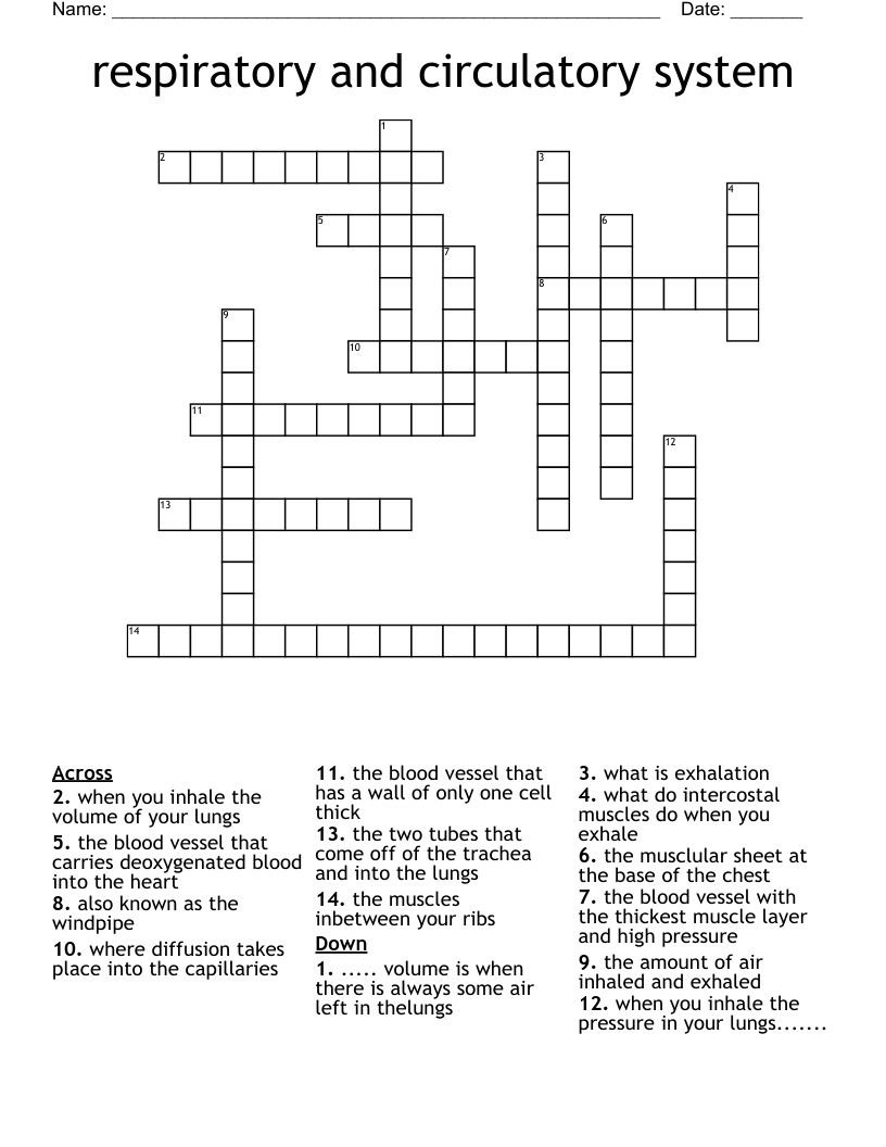 respiratory and circulatory system Crossword
