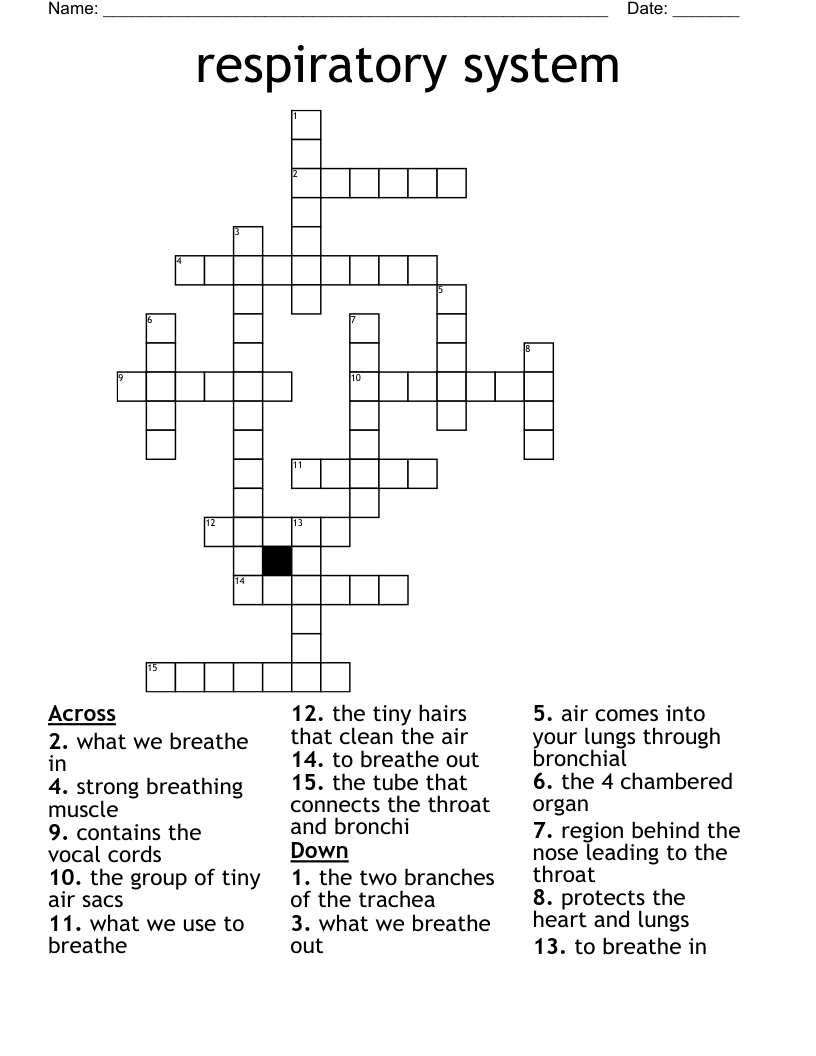 respiratory system Crossword