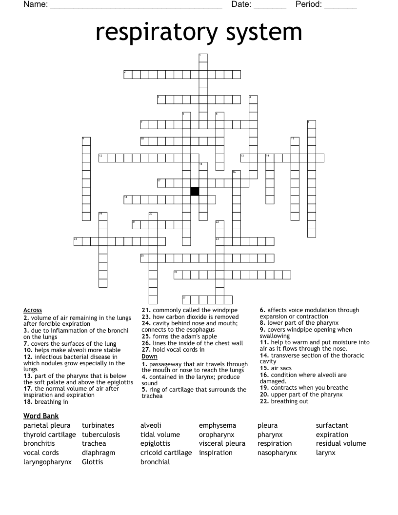 respiratory system   Crossword