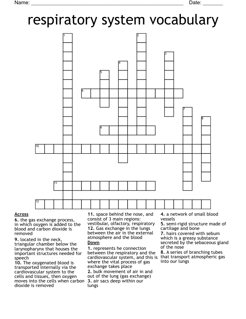 respiratory system vocabulary  Crossword
