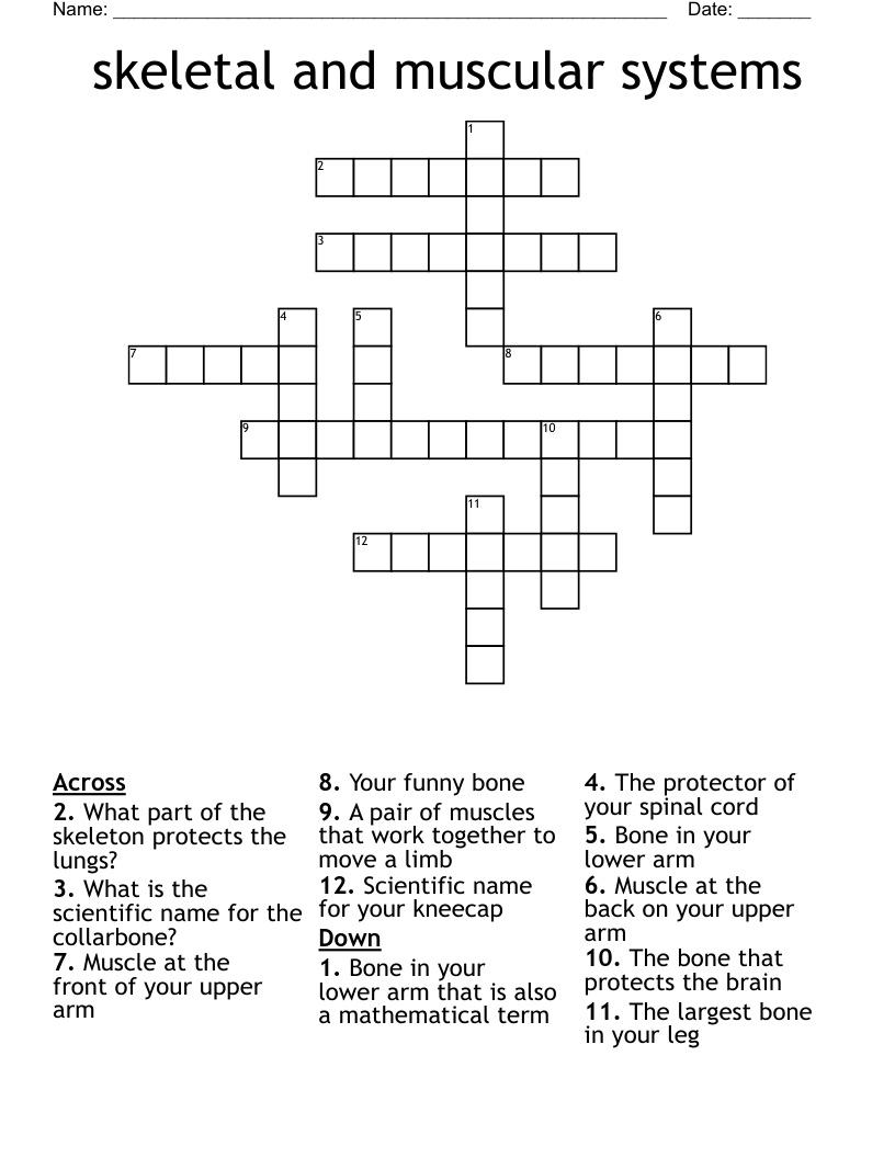 skeletal and muscular systems Crossword
