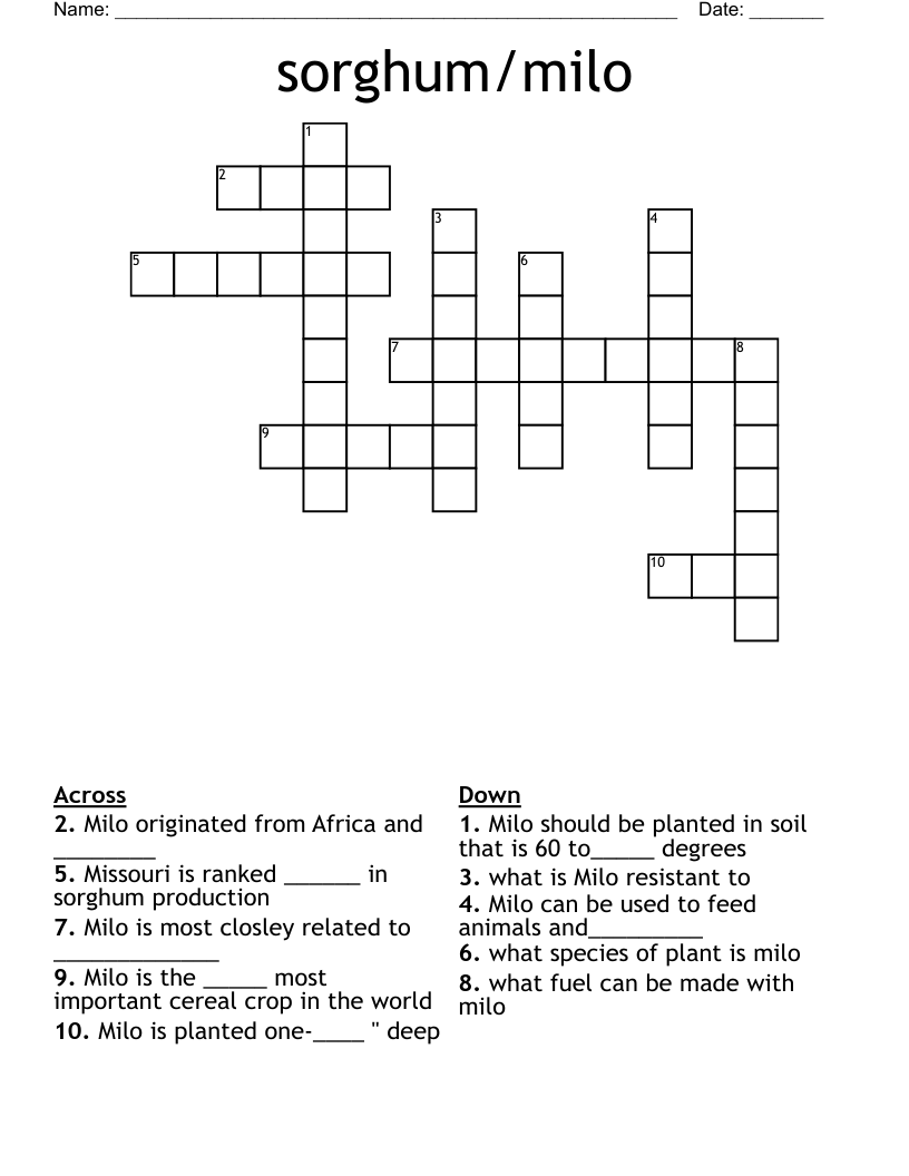 sorghum/milo Crossword
