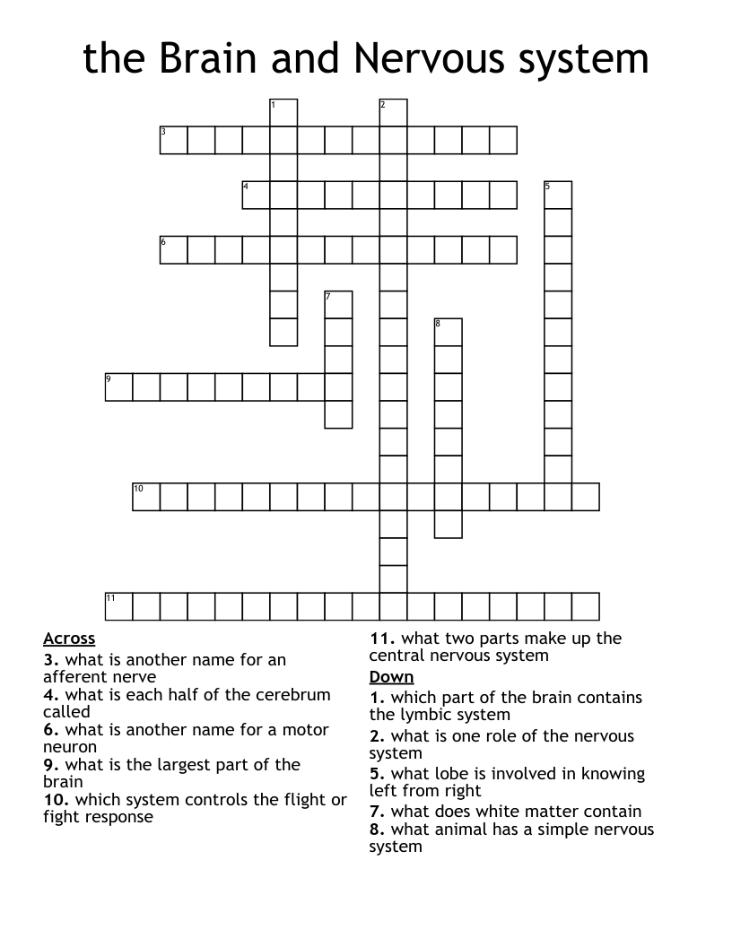 the Brain and Nervous system  Crossword