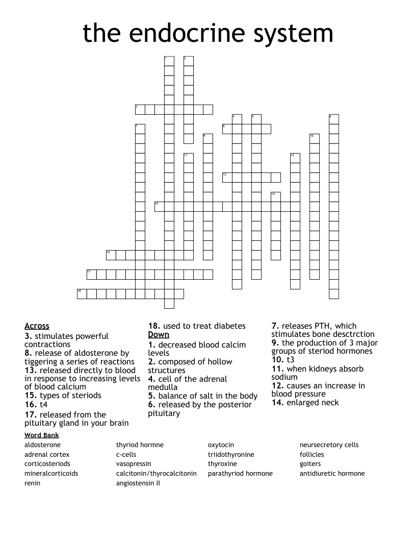 the endocrine system Crossword