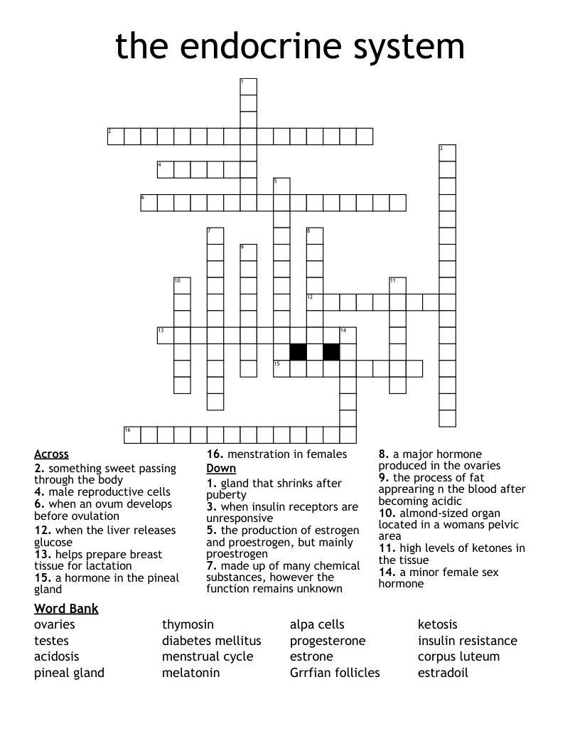 the endocrine system Crossword